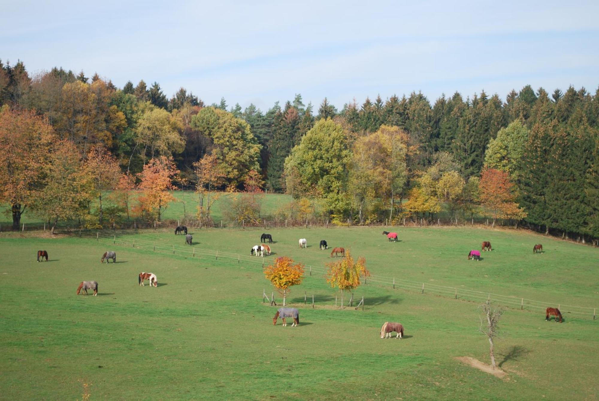 Stoeltings Landhaus Wiehl Exteriör bild